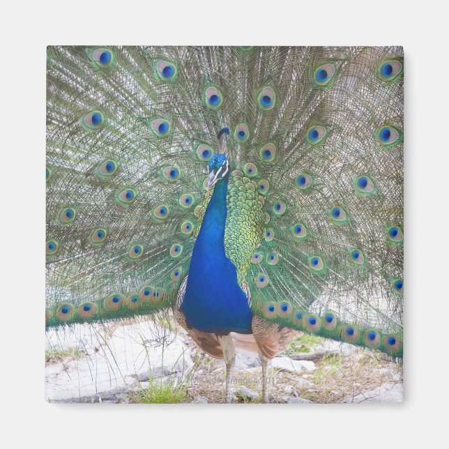 Dubrovnik,Kroatien,Lokrum-ön,färgstark Magnet (Framsidan)