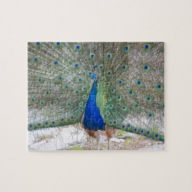 Dubrovnik,Kroatien,Lokrum-ön,färgstark Pussel (Horisontell)