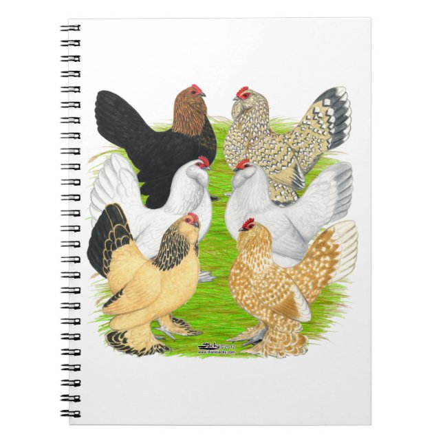 D'Uccles Sex Hens Anteckningsbok (Framsidan)