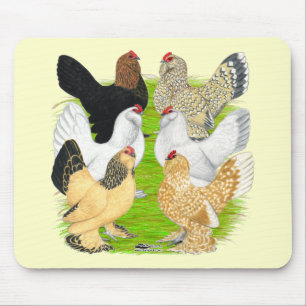 D'Uccles Sex Hens Musmatta