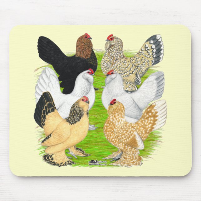 D'Uccles Sex Hens Musmatta (Framsidan)