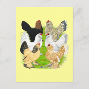D'Uccles Sex Hens Vykort