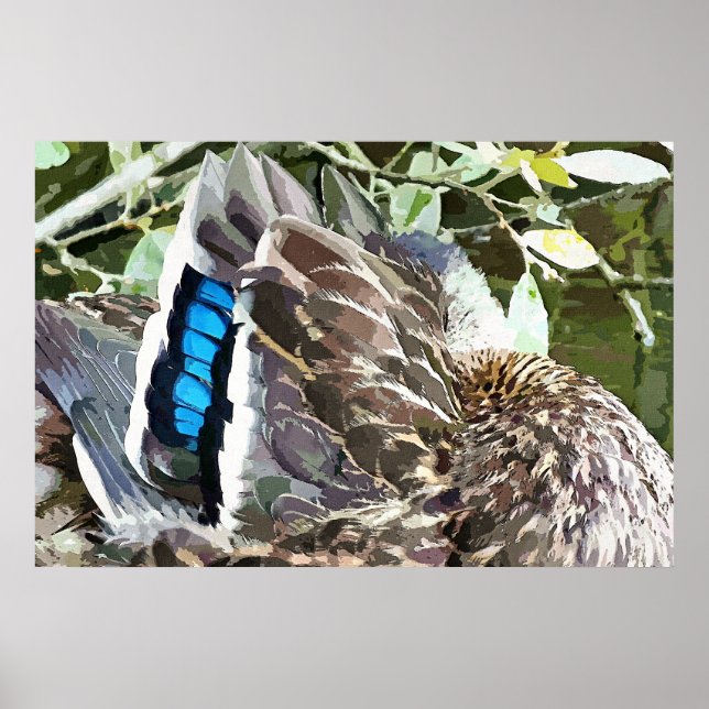 DUCK FEATHERS POSTER (Framsidan)