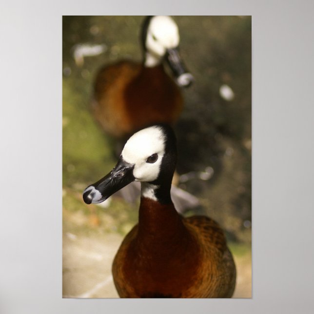 Duck-ttitude Poster (Framsidan)