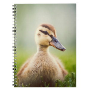 Ducka för babygräsand anteckningsbok med spiral