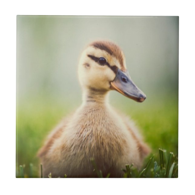 Ducka för babygräsand kakelplatta (Framsidan)