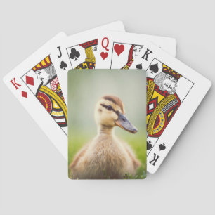 Ducka för babygräsand kortlek