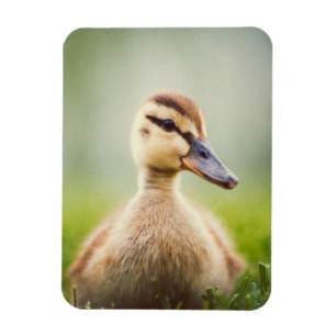 Ducka för babygräsand magnet