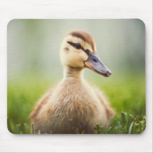 Ducka för babygräsand musmatta
