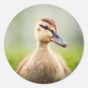 Ducka för babygräsand runt klistermärke