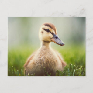 Ducka för babygräsand vykort