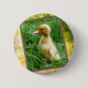 Ducka i gräset knapp