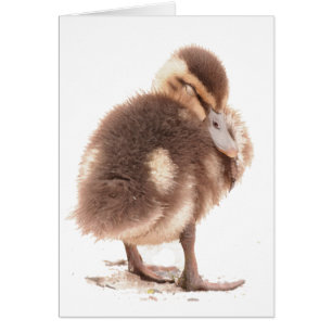 Duckeringskort Hälsningskort