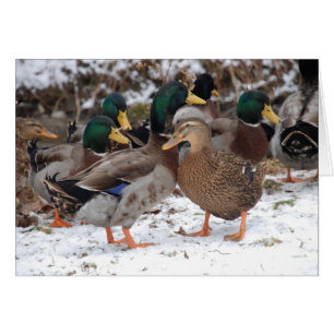 duckie par OBS kort