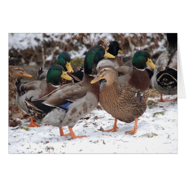 duckie par OBS kort (Framsidan Horizontal)