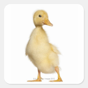 Duckling (1 gammala vecka) fyrkantigt klistermärke