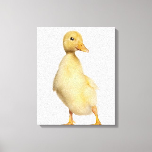 Duckling (1 vecka gammal) canvastryck (Framsida)