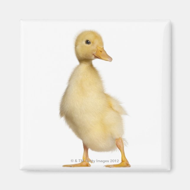 Duckling (1 vecka gammal) magnet (Framsidan)