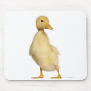 Duckling (1 vecka gammal) musmatta