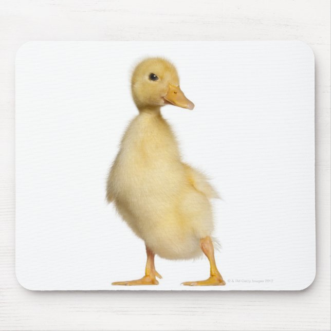 Duckling (1 vecka gammal) musmatta (Framsidan)