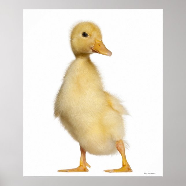 Duckling (1 vecka gammal) poster (Framsidan)