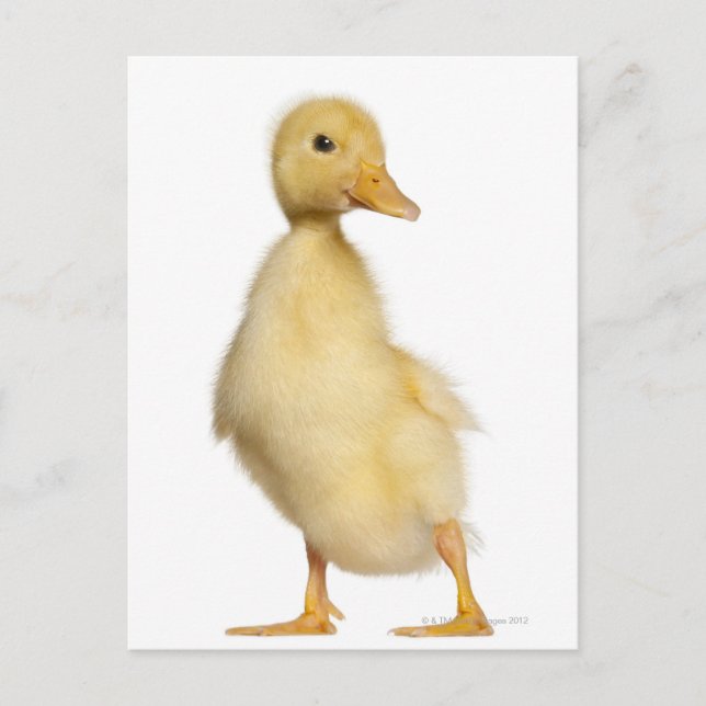 Duckling (1 vecka gammal) vykort (Framsida)