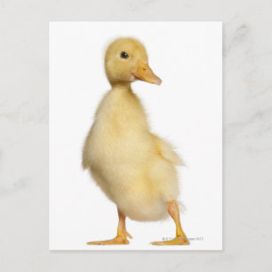 Duckling (1 vecka gammal) vykort