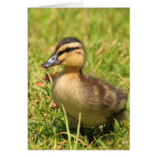 Duckling Hälsningskort