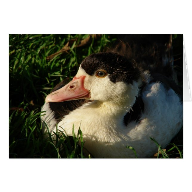 Duckling Hälsningskort (Framsidan Horizontal)