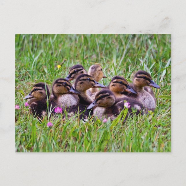 Duckling Huddle vycard Vykort (Framsida)
