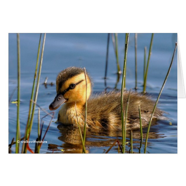 Duckling i Reeds Hälsningskort (Framsidan Horizontal)