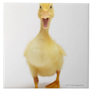Duckling Kakelplatta