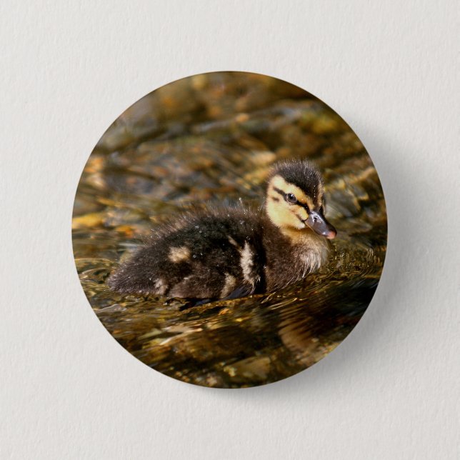 Duckling Knapp (Framsida)