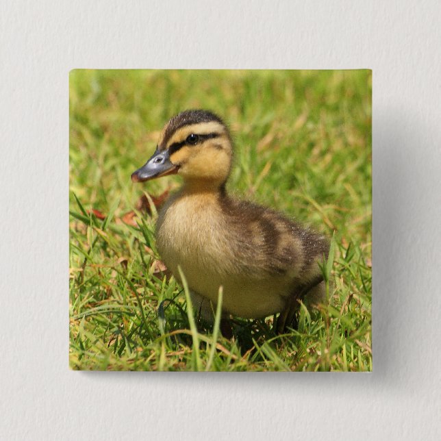Duckling Knapp (Framsida)