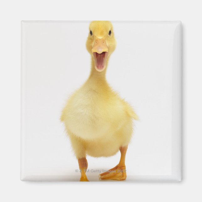 Duckling Magnet (Framsidan)