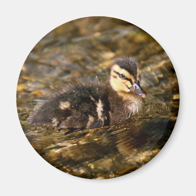 Duckling Magnet (Framsidan)
