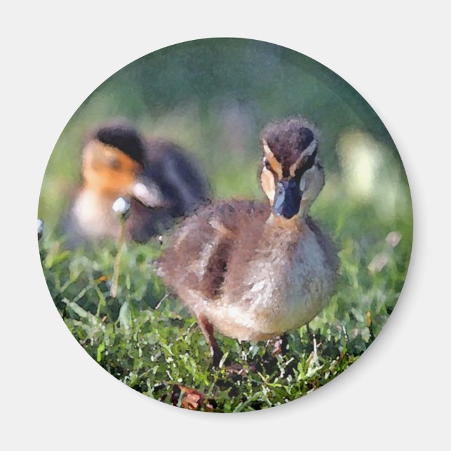 Duckling Magnet (Framsidan)