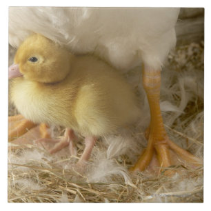 Duckling mellan mödrarben kakelplatta