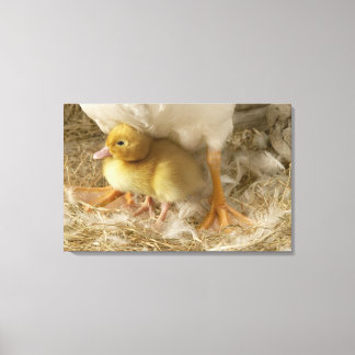 Duckling mellan mor ben canvastryck