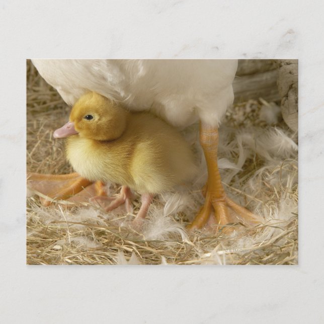 Duckling mellan mor ben vykort (Framsida)
