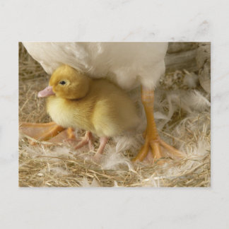 Duckling mellan mor ben vykort