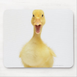 Duckling Musmatta