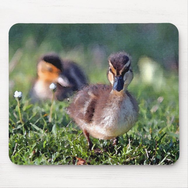 Duckling Musmatta (Framsidan)