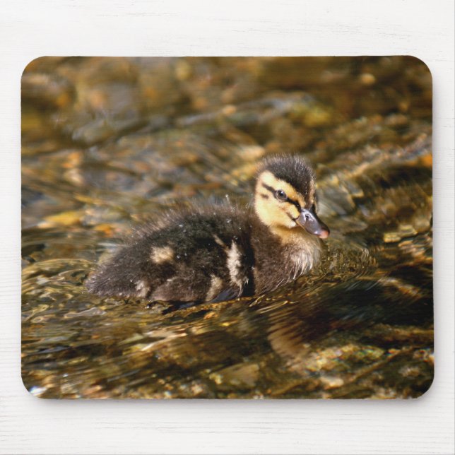 Duckling Musmatta (Framsidan)