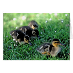 Duckling Parad Hälsningskort