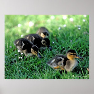 Duckling Parad Poster