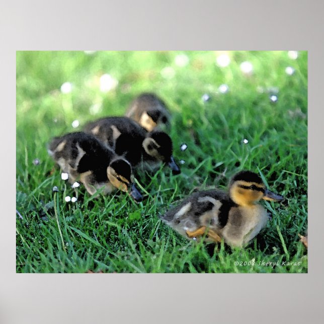 Duckling Parad Poster (Framsidan)