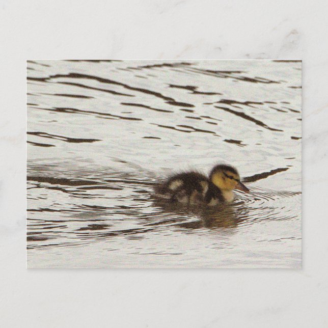 Duckling Photo Postcard Vykort (Framsida)