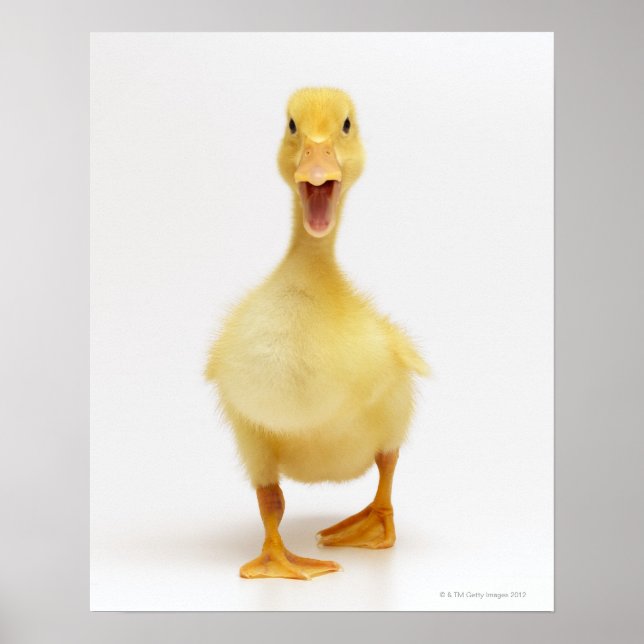 Duckling Poster (Framsidan)