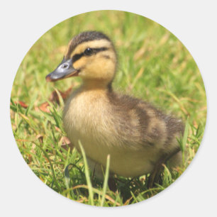 Duckling Runt Klistermärke